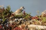 Kentish Plover (Charadrius alexandrinus)