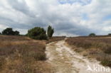 Struikheide