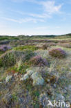 Struikheide