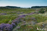 Heather