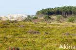 Heather