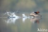 Pochard (Aythya ferina)