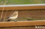 Northern Wheatear (Oenanthe oenanthe)