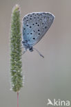 Large Blue (Maculinea arion)
