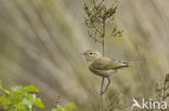 Tjiftjaf (Phylloscopus collybita)