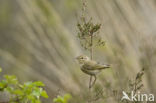 Tjiftjaf (Phylloscopus collybita)