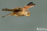 Common Kestrel (Falco tinnunculus)