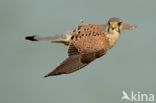 Common Kestrel (Falco tinnunculus)