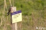 Common Kestrel (Falco tinnunculus)