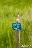 Common Redshank (Tringa totanus)