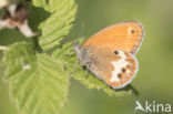 Tweekleurig hooibeestje (Coenonympha arcania)