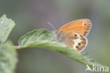 Pearly Heath (Coenonympha arcania)