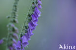 Foxglove (Digitalis spec.)