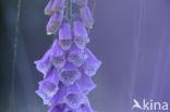 Vingerhoedskruid (Digitalis spec.)