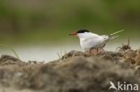 Common Tern (Sterna hirundo)