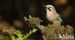 Eurasian Jay (Garrulus glandarius)