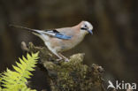 Vlaamse Gaai (Garrulus glandarius)