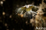 Vlaamse Gaai (Garrulus glandarius)