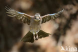 Vlaamse Gaai (Garrulus glandarius)