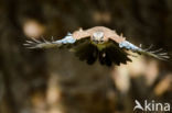 Vlaamse Gaai (Garrulus glandarius)