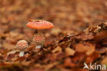 Vliegenzwam (Amanita muscaria)