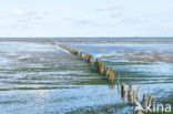 Waddensea