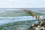 Waddensea