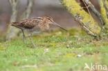 Common Snipe (Gallinago gallinago)