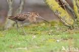 Watersnip (Gallinago gallinago)