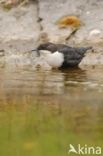 White-throated Dipper (Cinclus cinclus)