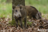 Wild Boar (Sus scrofa)