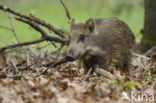 Wild Boar (Sus scrofa)