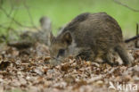 Wild Boar (Sus scrofa)