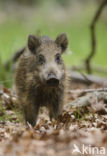 Wild Boar (Sus scrofa)