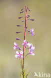 Wilgeroosje (Chamerion angustifolium)