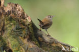 Wren (Troglodytes troglodytes)