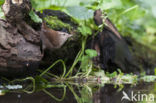 Wren (Troglodytes troglodytes)