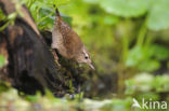 Wren (Troglodytes troglodytes)