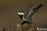 White Wagtail (Motacilla alba)