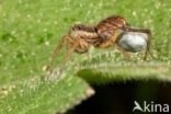 Wolfspider (Pardosa spec.)