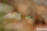 Sand Lizard (Lacerta agilis)