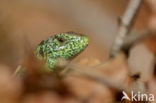 Zandhagedis (Lacerta agilis)