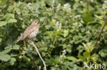 Song Thrush (Turdus philomelos)