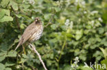 Zanglijster (Turdus philomelos)