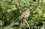 Zanglijster (Turdus philomelos)