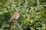 Zanglijster (Turdus philomelos)