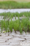 Glasswort (Salicornia spec)