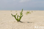 Glasswort (Salicornia spec)