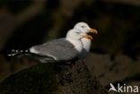 Zilvermeeuw (Larus argentatus)