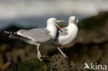 Zilvermeeuw (Larus argentatus)